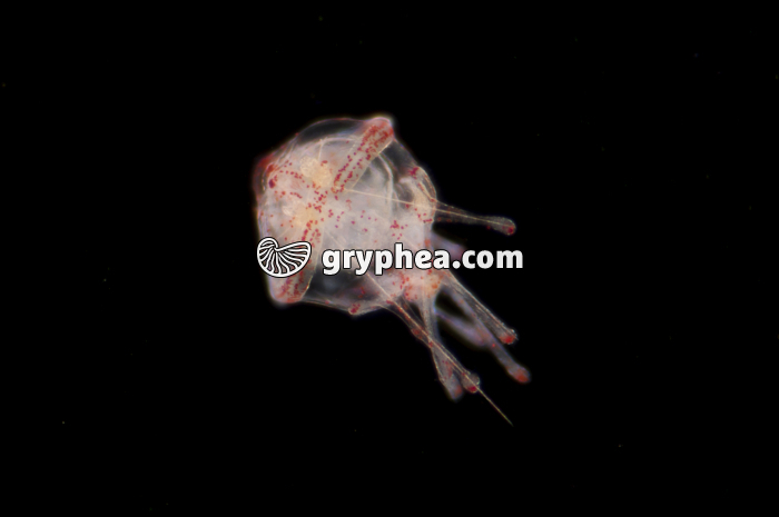 Oursin - Larve Pluteus d'Oursin agée x40 - gryphea.org